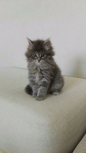 puiuti maine coon 