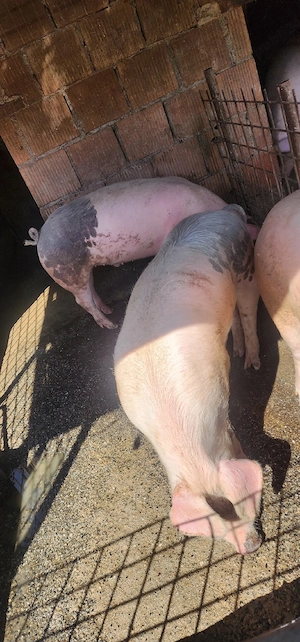 vand porci