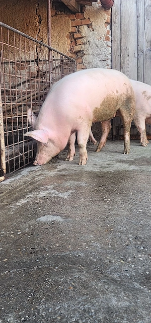 vand porci