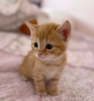 Puiut British Shorthair orange