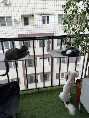 Rulouri aluminiu,usi de garaj,plase insecte si pisici,inchideri balcoane cu plasa pt animale. - imagine 5