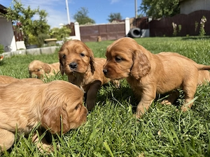 Catelusi Cocker Spaniel - imagine 3