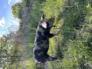 Vindem porci de 3 luni, 5 femele si 5 masculi - imagine 5