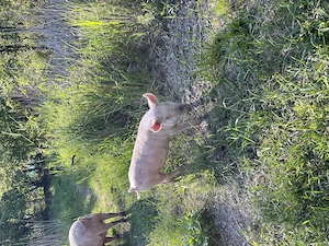 Vindem porci de 3 luni, 5 femele si 5 masculi - imagine 4