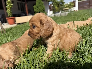 Catelusi Cocker Spaniel
