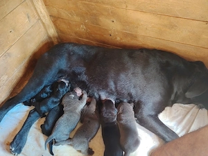Pui cane Corso Părinți cu pedigree  - imagine 3