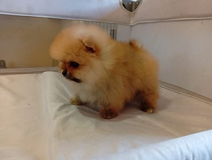 Pomeranian negru și maro - imagine 2