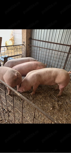 porci mari 90-130 kg