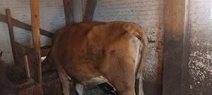 vacă de lapte de vânzare 