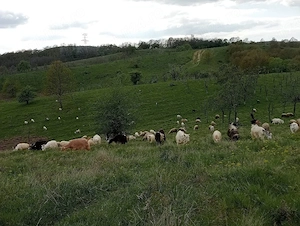 caut om  la animale - cioban.  