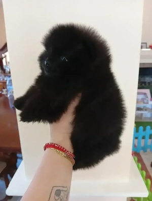 Pomeranian negru și maro
