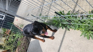 Rottweiler mascul - imagine 3
