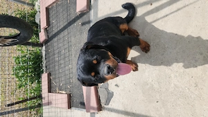 Rottweiler mascul - imagine 2