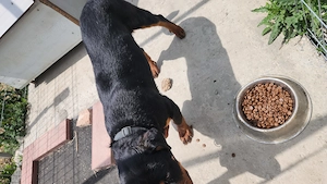 Rottweiler mascul - imagine 4