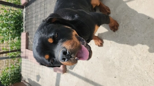 Rottweiler mascul