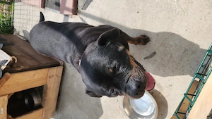 Rottweiler femela