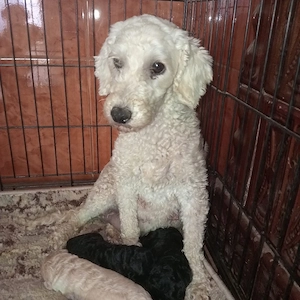 catelusi pudel - caniche