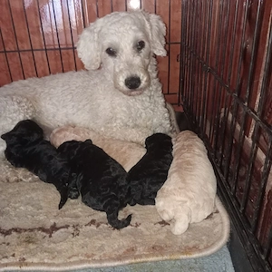 catelusi pudel - caniche