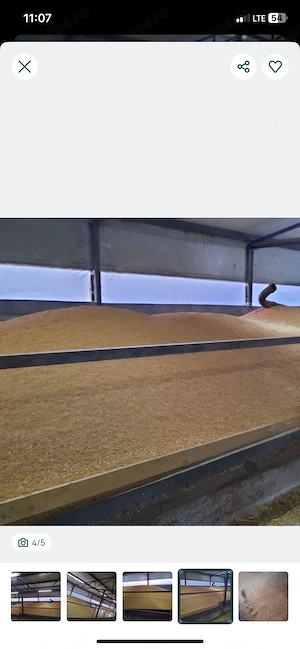 Cereale furaje mixte porumb grâu orz triticale