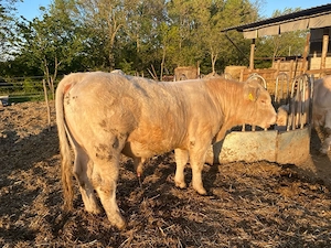 Charolaise Taur de reproducție