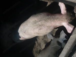 Disponibili 100 kg