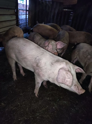 Porci de vanzare