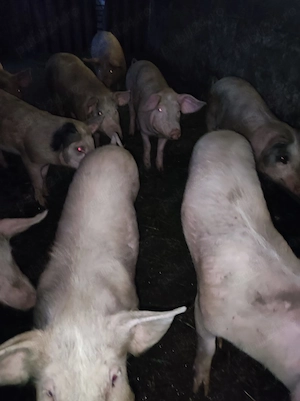 Porci de vanzare - imagine 3