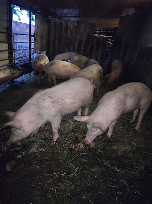 Porci de vanzare - imagine 4