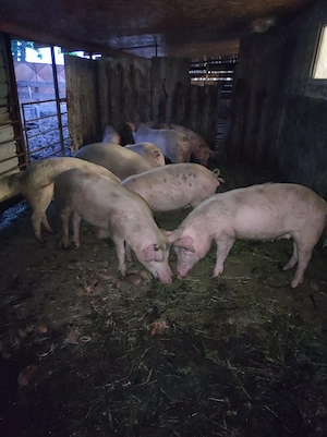Porci de vanzare - imagine 5