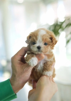 Maltipoo mini Sub 2 kg ca si adult - imagine 4