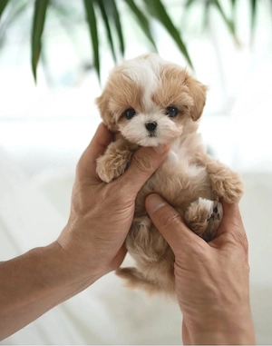 Maltipoo mini Sub 2 kg ca si adult - imagine 2
