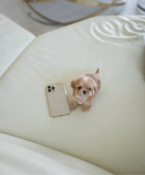 Maltipoo mini Sub 2 kg ca si adult - imagine 3