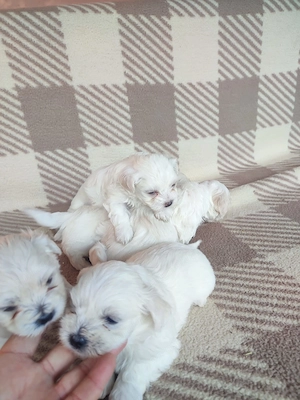 Bichon rasa pura