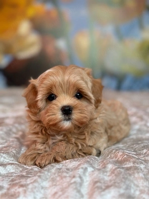 Maltipoo Toy Korea Cappucino ( bear type -ursulet