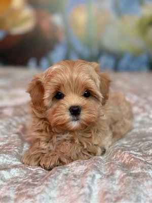 Maltipoo Mini Toy - Partenerul ideal copiilor !  - imagine 2