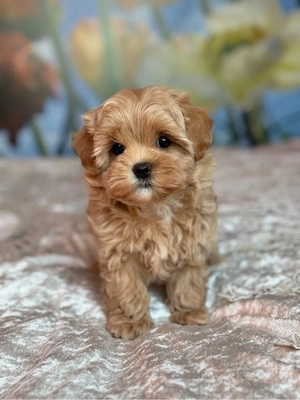 Maltipoo Mini Toy - Partenerul ideal copiilor !  - imagine 3
