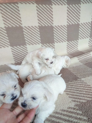 căței bichon