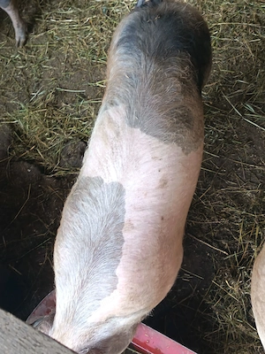 Porci crescuti bio