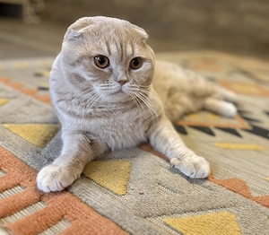 Scottish fold motanel