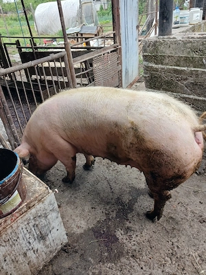 porc gras de vânzare 