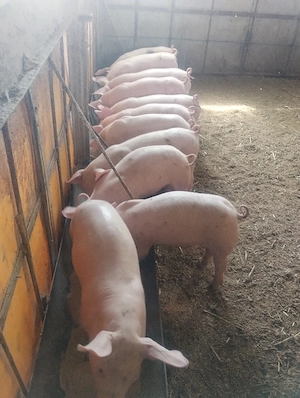 purcei castrați vârsta 2 luni jumate pret 550 lei - imagine 2