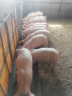 purcei castrați vârsta 2 luni jumate pret 550 lei - imagine 3