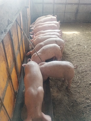 purcei castrați vârsta 2 luni jumate pret 550 lei - imagine 4