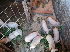 vand purcei 7 săptămâni 