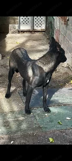 Femela malinois carbone