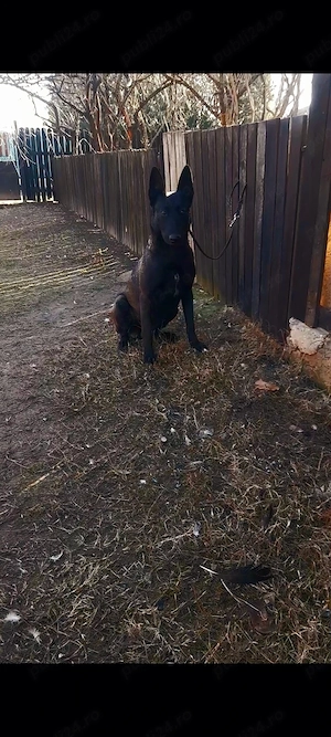 Femela malinois carbone - imagine 2