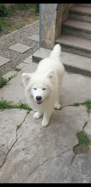 Pui Samoyed (baiat) in varsta de 4 luni, isi cauta familie iubitoare - imagine 2