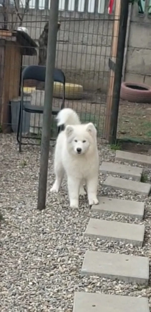 Pui Samoyed (baiat) in varsta de 4 luni, isi cauta familie iubitoare - imagine 3