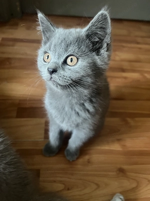 British Shorthair Cluj cu carnet si deparazitari facute