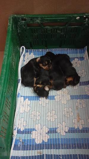 puiuți de yorkshire terier dețin și părinții puilor! 